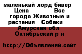 маленький лорд бивер › Цена ­ 10 000 - Все города Животные и растения » Собаки   . Амурская обл.,Октябрьский р-н